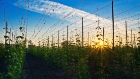 AN ODE TO HOPS. IN 2023, THE CZECH TOWN OF ŽATEC AND THE ŽATEC HOP LANDSCAPE WERE INSCRIBED ON THE UNESCO WORLD HERITAGE LIST