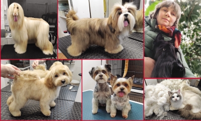 Dog and cat grooming in Prague. A visit to the owner  of the grooming studio Groommistr